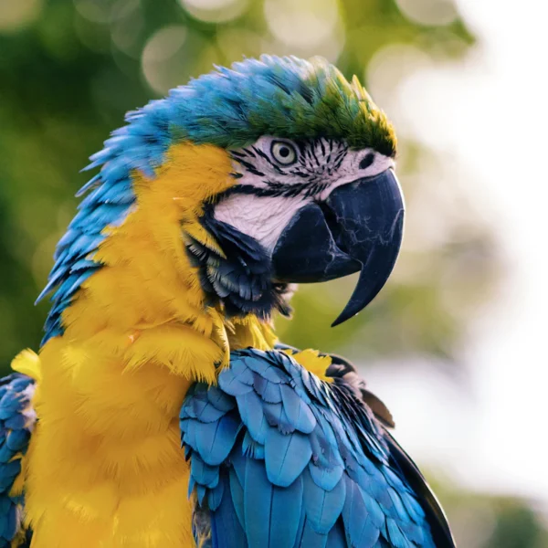 Bird Swing & Perch Kit — Pet Supplies at Mega Sale
