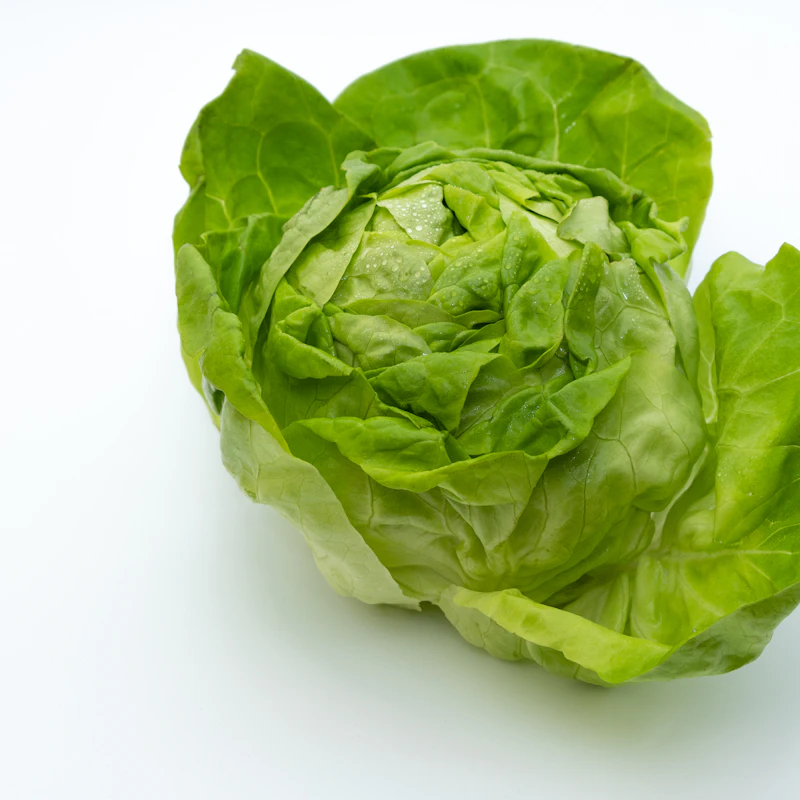 Butter Lettuce Twin Pack β Fresh Produce at Mega Sale