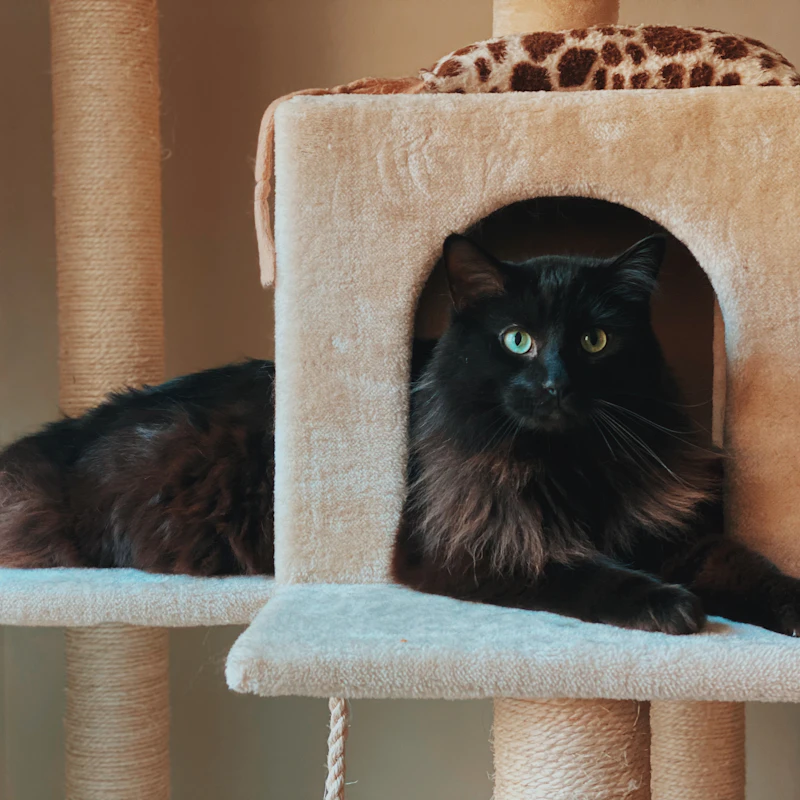 Compact Cat Scratcher Lounge β Pet Supplies at Mega Sale