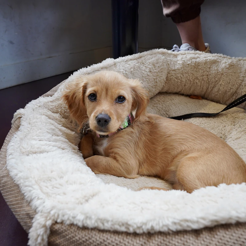 Cozy Donut Dog Bed β Pet Supplies at Mega Sale