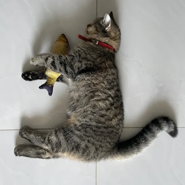 Feather Wand Cat Toy Set — Pet Supplies at Mega Sale