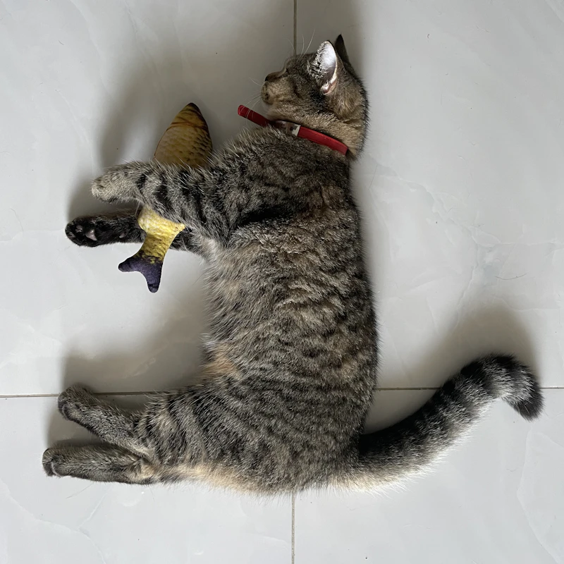 Feather Wand Cat Toy Set β Pet Supplies at Mega Sale
