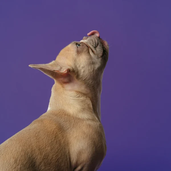 Grain-Free Dry Dog Food 12 lb — Pet Supplies at Mega Sale
