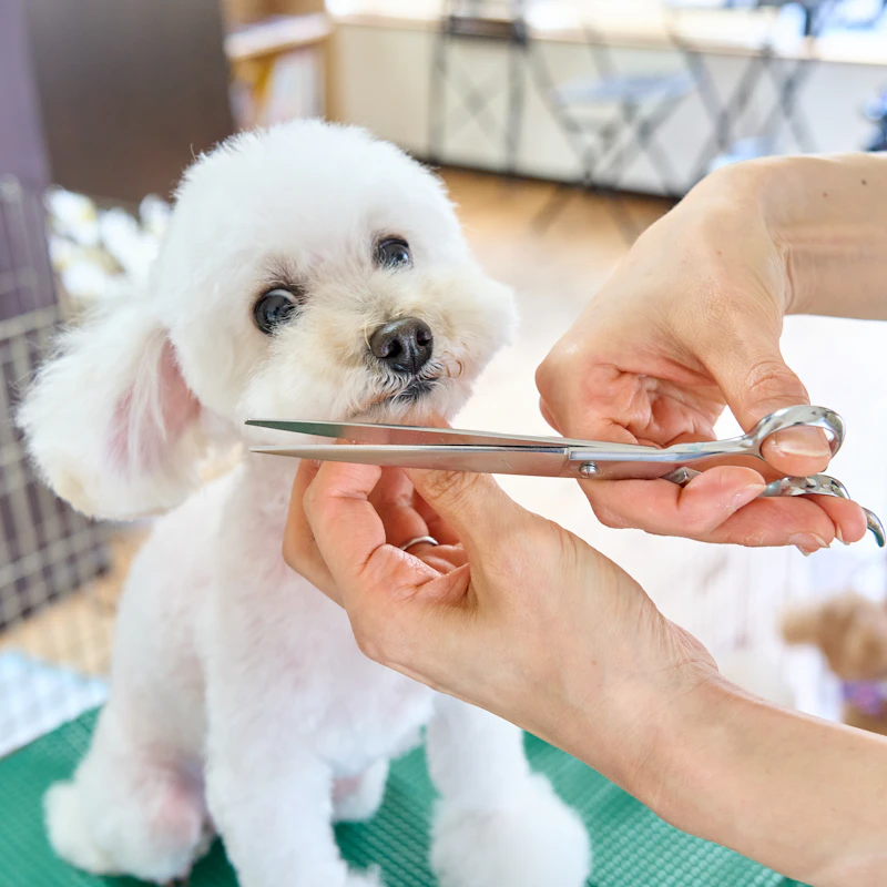 Home Grooming Kit for Dogs β Pet Supplies at Mega Sale