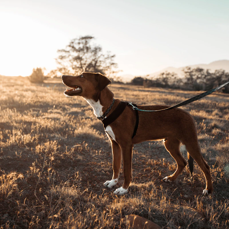 No-Pull Harness & Leash Set β Pet Supplies at Mega Sale