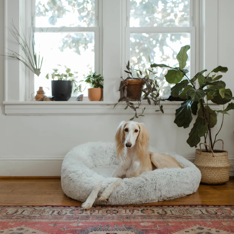 Orthopedic Dog Bed — Medium — Pet Supplies at Mega Sale