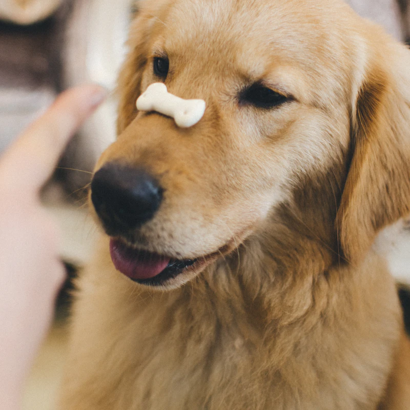 Peanut Butter Training Bites β Pet Supplies at Mega Sale