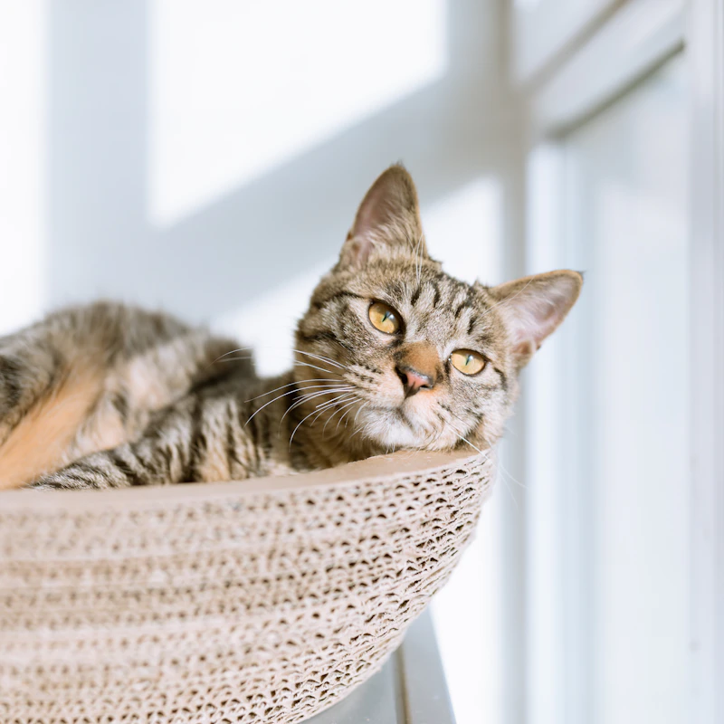 Plush Cat Cave Bed β Pet Supplies at Mega Sale