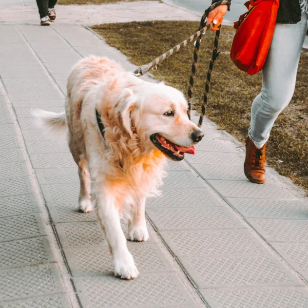 Reflective Dog Leash 6 ft — Pet Supplies at Mega Sale