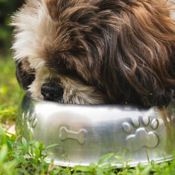 Slow-Feeder Bowl Set — Pet Supplies at Mega Sale