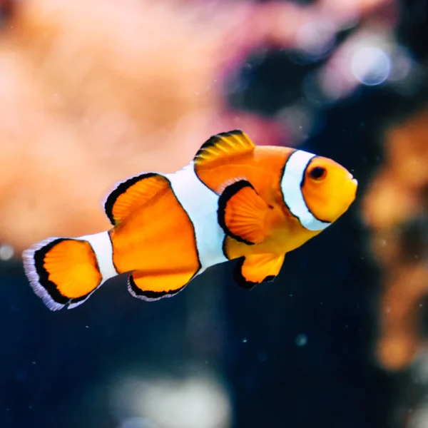Starter Aquarium Kit 10 Gal — Pet Supplies at Mega Sale